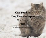 dog flea shampoo on cats