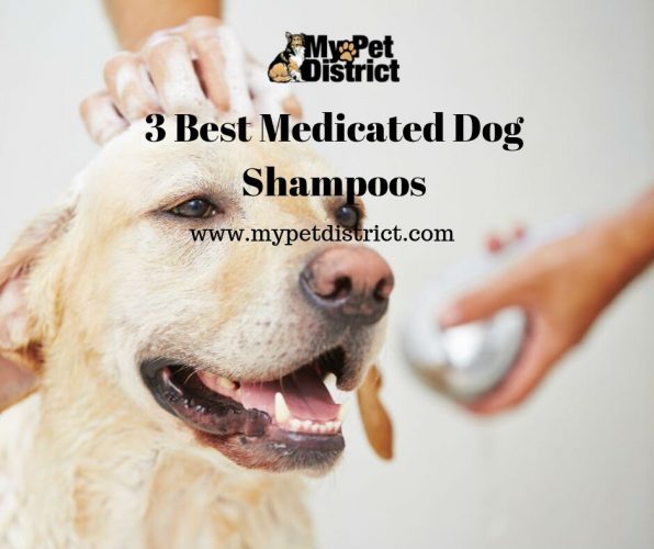3 Best Medicated Dog Shampoos for Itchy Skin Fast Results for 2019
