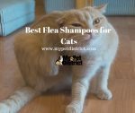 best flea shampoo for cats