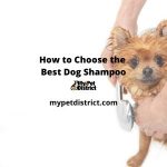 how to choose the best dog shampoo