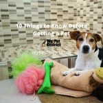10 things to know before getting a pet